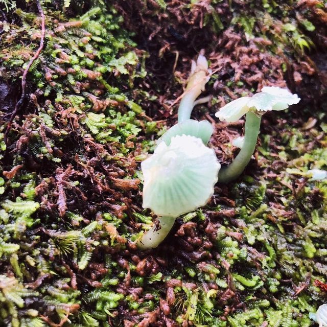 新西兰弗朗兹约瑟夫雨林中长在苔藓上的菌菇